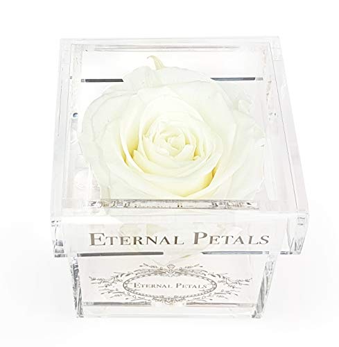 A Real Rose That Lasts A Year - Weißgold Solo (Weiß) von Eternal Petals
