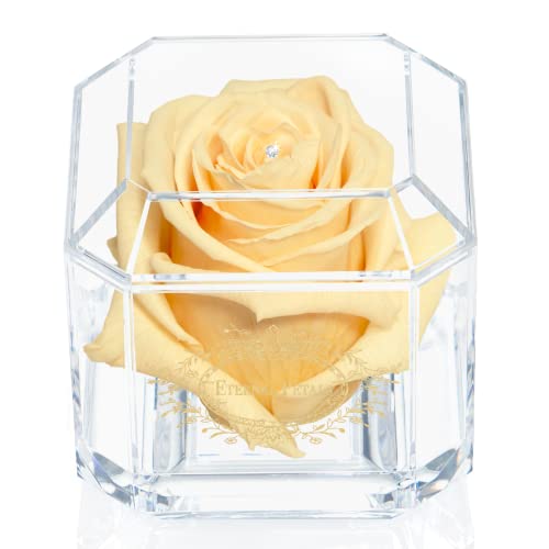 Eine 100% echte Rose, die jahrelang hält – ewige Blütenblätter, handgefertigt in Großbritannien, goldfarbenes Solo mit einem klaren Swarovski-Kristall (Champagner) von Eternal Petals