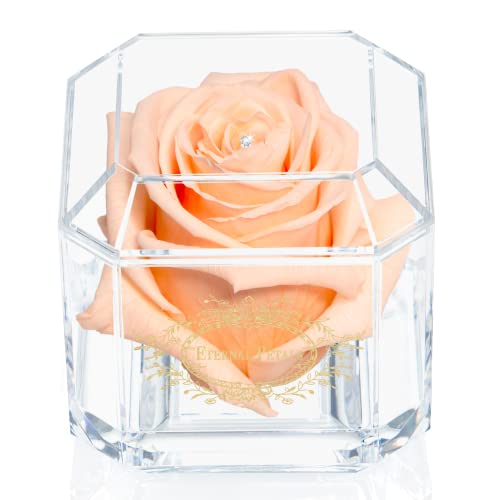 Eine 100% echte Rose, die Jahre hält - Ewige Blütenblätter, handgefertigt in Großbritannien - Gold Solo mit einem mehrfarbigen Swarovski-Kristall (Delicious Peach) von Eternal Petals