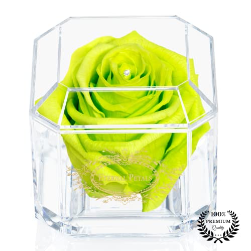 Eine 100% echte Rose, die jahrelang hält – ewige Blütenblätter, handgefertigt in Großbritannien, goldfarbenes Solo mit einem klaren Swarovski-Kristall (Lime) von Eternal Petals