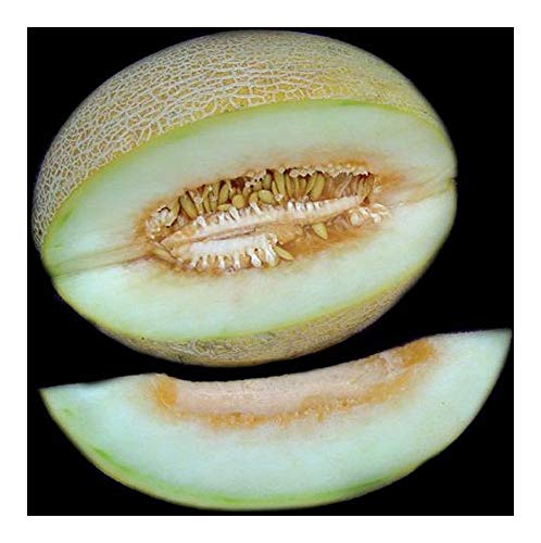 Exotic Plants Ananas Melon - Ananas Melone - 10 Samen Exotic Plants Ananas Melon - Ananas Melone - 10 Samen von Exotic Plants