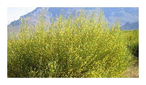 Aspalathus linearis - Rotbusch-Tee - 10 Samen Aspalathus linearis - Rotbusch-Tee - 10 Samen von Exotic Plants