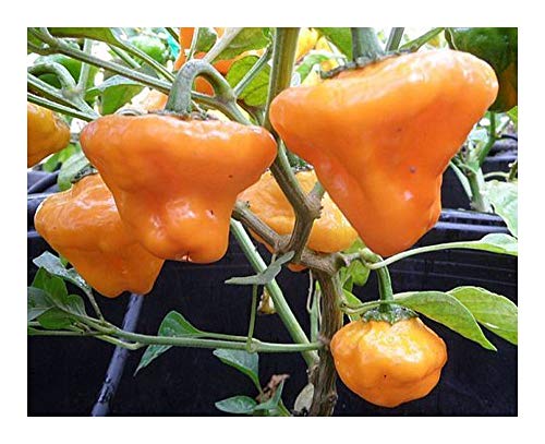 Chili Jamaica Yellow Mushroom - Chili - 10 Samen Chili Jamaica Yellow Mushroom - Chili - 10 Samen von Exotic Plants