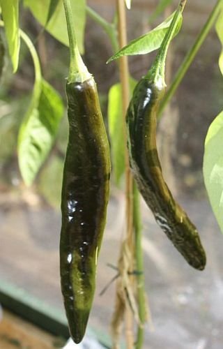 Chili Pasilla Bajio - Chili - 10 Samen Chili Pasilla Bajio - Chili - 10 Samen von Exotic Plants