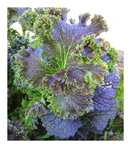 Organic Purple Wave Mustard - Organic Purple Wave Senf - 20 Samen Organic Purple Wave Mustard - Organic Purple Wave Senf - 20 Samen von Exotic Plants