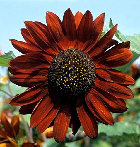 Sunflower - Sonnenblume - 20 Samen Sunflower - Sonnenblume - 20 Samen von Exotic Plants