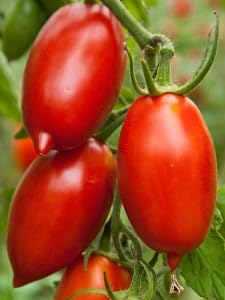 Tomate Amish Paste - Tomate - 10 Samen Tomate Amish Paste - Tomate - 10 Samen von Exotic Plants