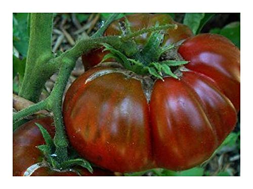 Tomate Black Aisberg - dunkle Fleischtomate - 10 Samen Tomate Black Aisberg - dunkle Fleischtomate - 10 Samen von Exotic Plants