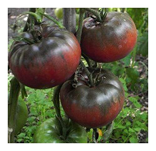 Tomate Black from Tula - schwarze Fleischtomate - 10 Samen Tomate Black from Tula - schwarze Fleischtomate - 10 Samen von Exotic Plants
