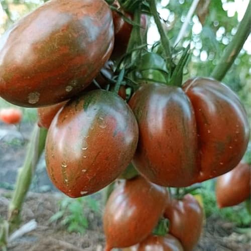 Tomate Brandywine Black Organic - Fleischtomate dunkelrot-dunkelviolett - 10 Samen Tomate Brandywine Black Organic - Fleischtomate dunkelrot-dunkelviolett - 10 Samen von Exotic Plants