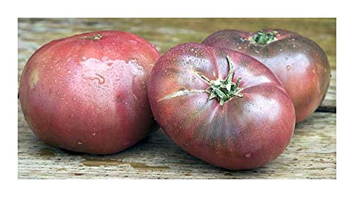 Tomate Cherokee Purple - Tomate Cherokee violett – 10 Samen Tomate Cherokee Purple - Tomate Cherokee violett – 10 Samen von Exotic Plants