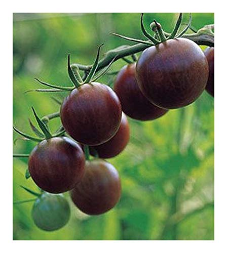 Tomate Cherry Brown Berry - braune Kirschtomate - 10 Samen Tomate Cherry Brown Berry - braune Kirschtomate - 10 Samen von Exotic Plants
