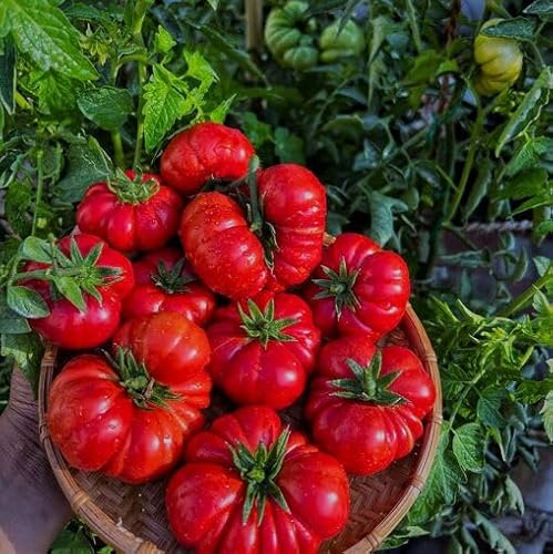 Tomate Costoluto Fiorentino – 20 Samen Tomate Costoluto Fiorentino – 20 Samen von Exotic Plants