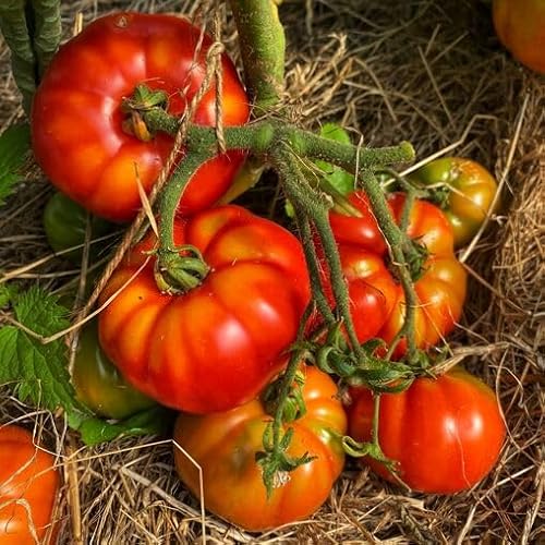 Tomate Costoluto Fiorentino – 10 Samen Tomate Costoluto Fiorentino – 10 Samen von Exotic Plants