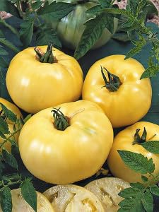 Tomate Great White - Tomate grosse Weisse – 15 Samen Tomate Great White - Tomate grosse Weisse – 15 Samen von Exotic Plants