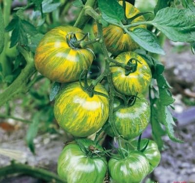 Tomate grünes Zebra - Tomate Green Zebra - Tomaten Samen - 30 Samen Tomate grünes Zebra - Tomate Green Zebra - Tomaten Samen - 30 Samen von Exotic Plants