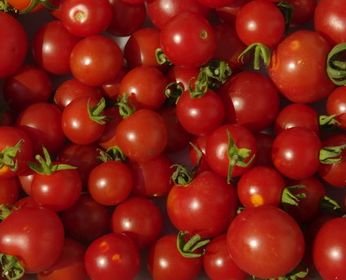 Tomate Miel de Mexique - mexikanische Honigtomate - 10 Samen Tomate Miel de Mexique - mexikanische Honigtomate - 10 Samen von Exotic Plants