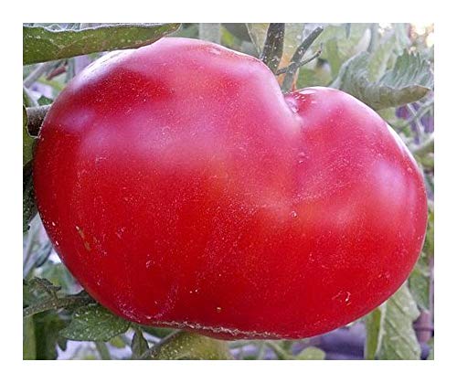 Tomate Mortgage Lifter - Tomate -10 Samen Tomate Mortgage Lifter - Tomate -10 Samen von Exotic Plants