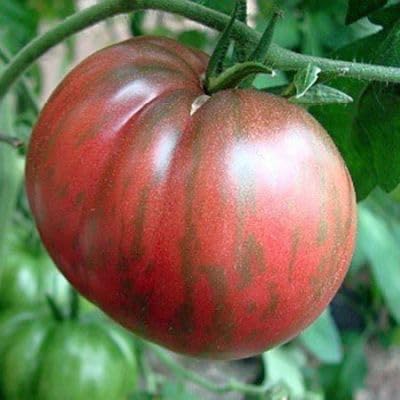 Tomate Mr Stripey - Tomate Herr Stripey - Tomaten Samen - 10 Samen Tomate Mr Stripey - Tomate Herr Stripey - Tomaten Samen - 10 Samen von Exotic Plants