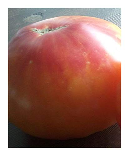 Tomate Old German - Tomate altes Deutschland - Tomaten Samen - 20 Samen Tomate Old German - Tomate altes Deutschland - Tomaten Samen - 20 Samen von Exotic Plants