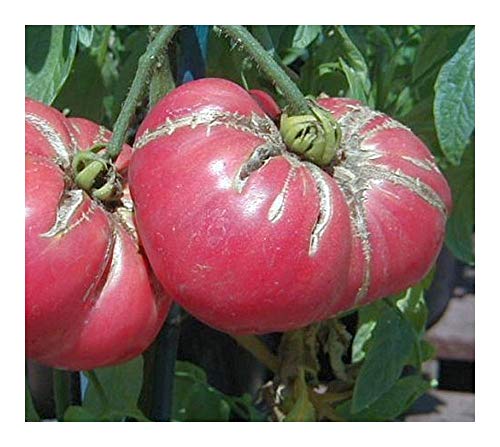 Tomate Omars Lebanese - Fleischtomate - 10 Samen Tomate Omars Lebanese - Fleischtomate - 10 Samen von Exotic Plants