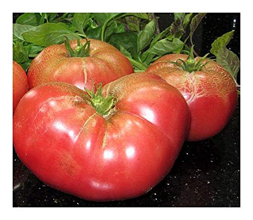 Tomate Pantano Romanesco - Tomate - 10 Samen Tomate Pantano Romanesco - Tomate - 10 Samen von Exotic Plants