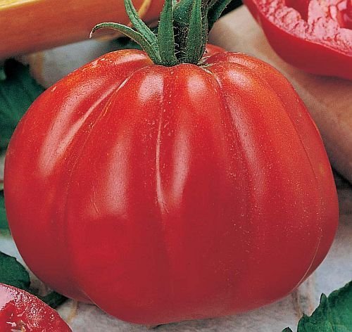 Tomate Pomodora - Fleischtomate - 10 Samen Tomate Pomodora - Fleischtomate - 10 Samen von Exotic Plants