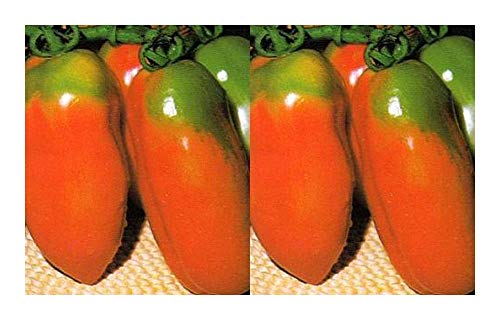 Tomate Scatolone 2 - Tomate - 20 Samen Tomate Scatolone 2 - Tomate - 20 Samen von Exotic Plants