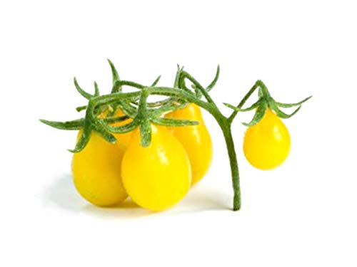 Tomate Yellow Pear - Tomate gelbe Birne - Tomaten Samen - 10 Samen Tomate Yellow Pear - Tomate gelbe Birne - Tomaten Samen - 10 Samen von Exotic Plants