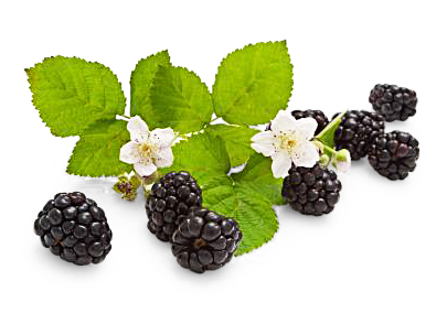 Brombeeren von Thekla Göpel GmbH