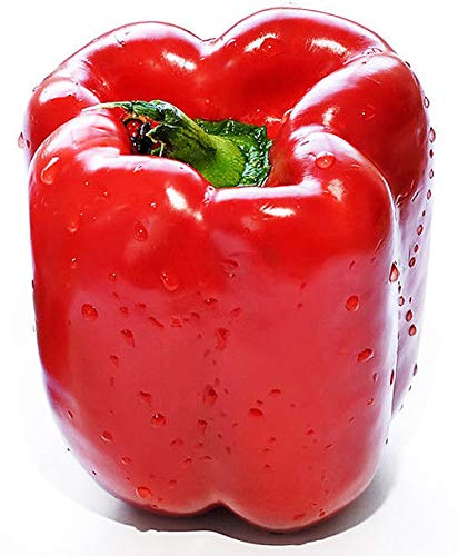 Portal Cool 1 Packung 100 rote Paprika Samen Paprike Capsicum Organic S041 Portal Cool 1 Packung 100 rote Paprika Samen Paprike Capsicum Organic S041 von FASH LADY