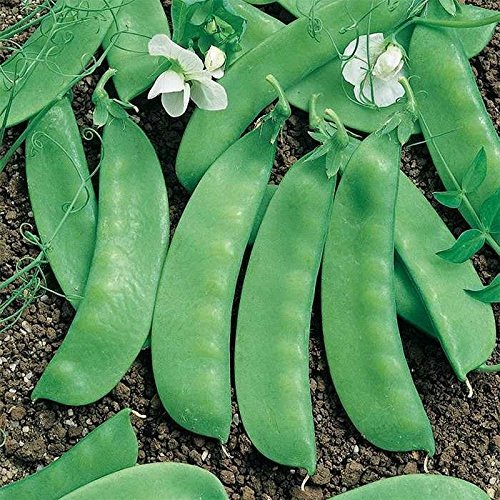 Portal Cool 10 - Bohnen: Avalanche Pea Seeds - produziert mehr Ranken als typische Erbsen. !!!! Portal Cool 10 - Bohnen: Avalanche Pea Seeds - produziert mehr Ranken als typische Erbsen. !!!! von FASH LADY
