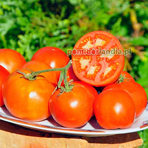 Portal Cool Erbstück Bio-Tomaten Druzba 10 Samen Portal Cool Erbstück Bio-Tomaten Druzba 10 Samen von SVI