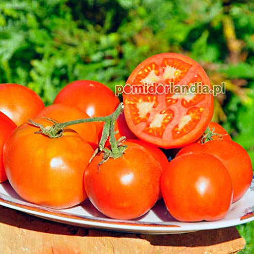 Portal Cool Erbstück Bio-Tomaten Druzba 10 Samen von SVI