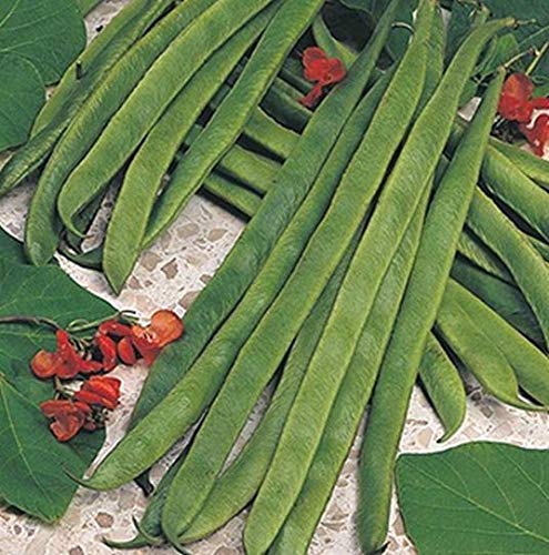 Portal Cool Gemüse Runner Bean Enorma ca. 20 Samen Freies Uk Porto Portal Cool Gemüse Runner Bean Enorma ca. 20 Samen Freies Uk Porto von FASH LADY