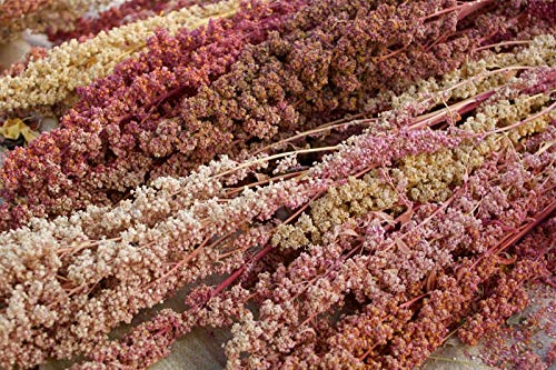 Portal Cool Quinoa Carmen - 50+ Seeds - Heirloom - Nachgeben Seltenheit! von SVI