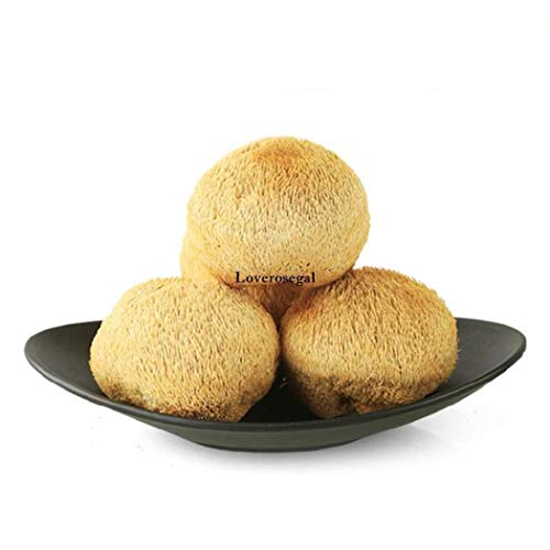 Portal Cool Samen Paket: 20: 100X Perle Auster Pleurotus Ostreatus Myzel Laich Sporen Samen K5Ed Portal Cool Samen Paket: 20: 100X Perle Auster Pleurotus Ostreatus Myzel Laich Sporen Samen K5Ed von FASH LADY