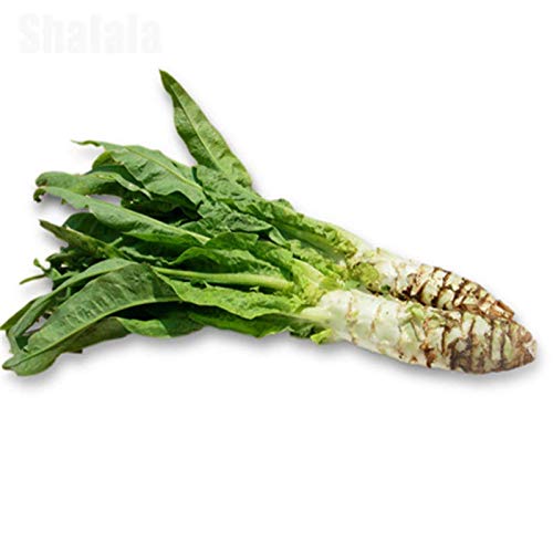 Portal Cool Samen Paket: Sparkopfsalat 150 Samen es Celtuce-großes Stammsellerie-Kopfsalat-Gemüse Portal Cool Samen Paket: Sparkopfsalat 150 Samen es Celtuce-großes Stammsellerie-Kopfsalat-Gemüse von FASH LADY