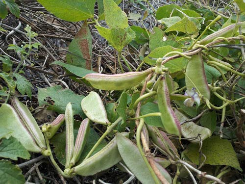 Portal Cool Samen Paket: Uk: Lablab Hyacinth B Indian ägyptischen Bangladeshi Sheem Urie: 8 Seeds Portal Cool Samen Paket: Uk: Lablab Hyacinth B Indian ägyptischen Bangladeshi Sheem Urie: 8 Seeds von FASH LADY