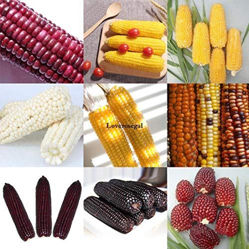 Portal Cool Samen Paket: er Mais: 10X Erdbeer-Maimen Zea Mays Erbstück Nicht GVO-rotes süßes corn Kgf9 Portal Cool Samen Paket: er Mais: 10X Erdbeer-Maimen Zea Mays Erbstück Nicht GVO-rotes süßes corn Kgf9 von FASH LADY
