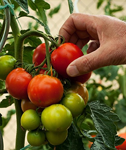Portal Cool Tomate-italienische Traube Crovarese 25 Erbstück, Nicht-GVO-Samen Freies Verschiffen Portal Cool Tomate-italienische Traube Crovarese 25 Erbstück, Nicht-GVO-Samen Freies Verschiffen von FASH LADY