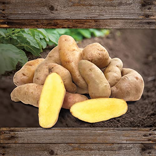 FLORTUS Gartenkartoffel Bamberger Hörnchen (10 Stück) | Festkochende, alte deutsche Sorte | Kartoffeln aus Erhaltungsanbau | Bamberger Hörnchen Kartoffeln | Kartoffeln alte Sorten von FLORTUS Freude an Vielfalt