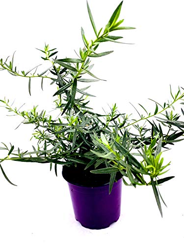 Französischer Estragon Artemisia dracunculus Kräuter Pflanze 3stk Französischer Estragon Artemisia dracunculus Kräuter Pflanze 3stk von Florapartner