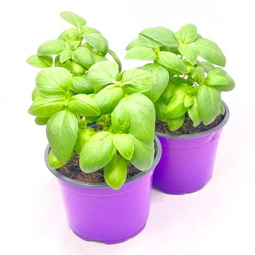 Genoveser-Basilikum "Eleonora" Freiland 3er-Set von Florapartner
