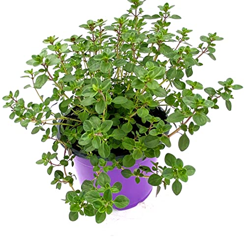 Orangen Thymian Pflanzen (Thymus citriodorus) – Aromatische Kräuter für Ihren Garten von florapartner – Frisch, gesund und vielseitig einsetzbar! 2er-Set von Florapartner