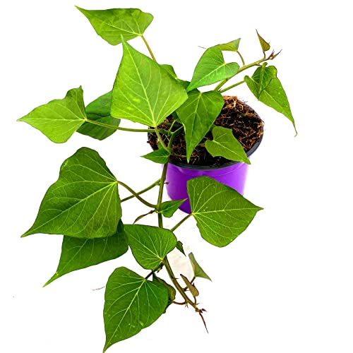 Süßkartoffel `Erato Oange` Ipomea batata 3er Set von Florapartner