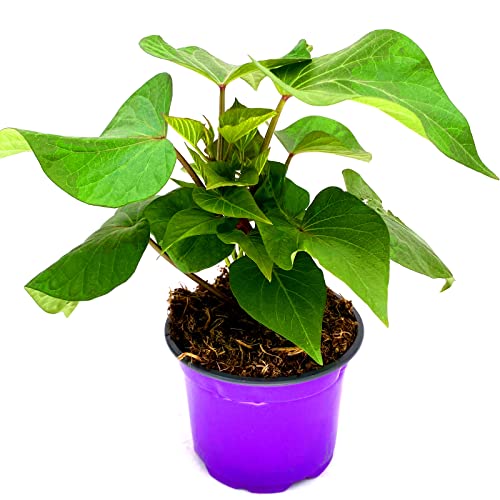 Süßkartoffel "Vineland Early Orange" von Florapartner