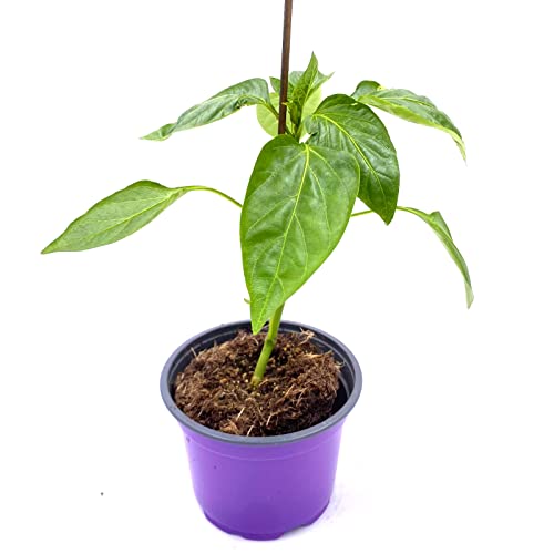 Thai-Chili Capsicum- frutescens Chilipflanze Thai-Chili Capsicum- frutescens Chilipflanze von Florapartner