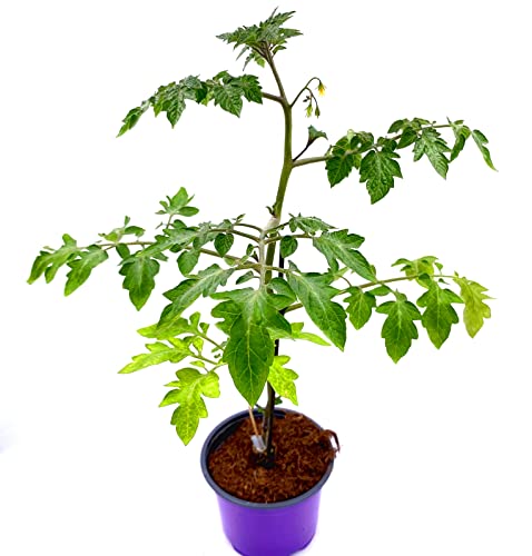 Tomatenpflanze veredelte Schokoladen Tomate Starlias "Kakao" Tomatenpflanze veredelte Schokoladen Tomate Starlias "Kakao" von Florapartner