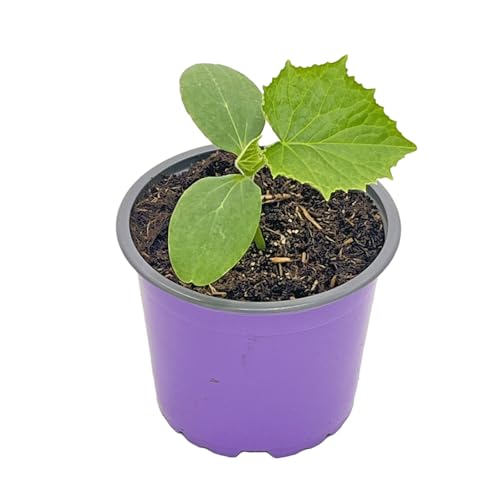 Zitronen Gurke Cucumis sativus Gemüse Pflanzen/2stk. Zitronen Gurke Cucumis sativus Gemüse Pflanzen/2stk. von Florapartner